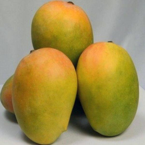 Gir Kesar Mangoeswala Buy Farm Fresh Mangoes Buy Mangoes Online